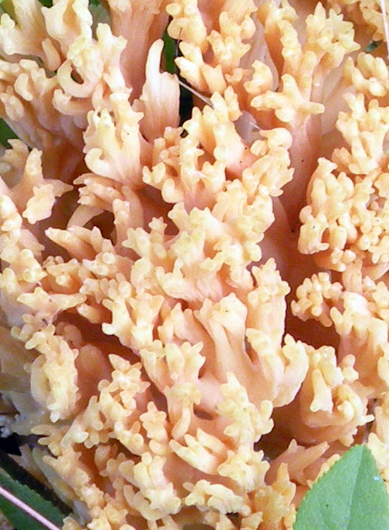 Ramaria sp